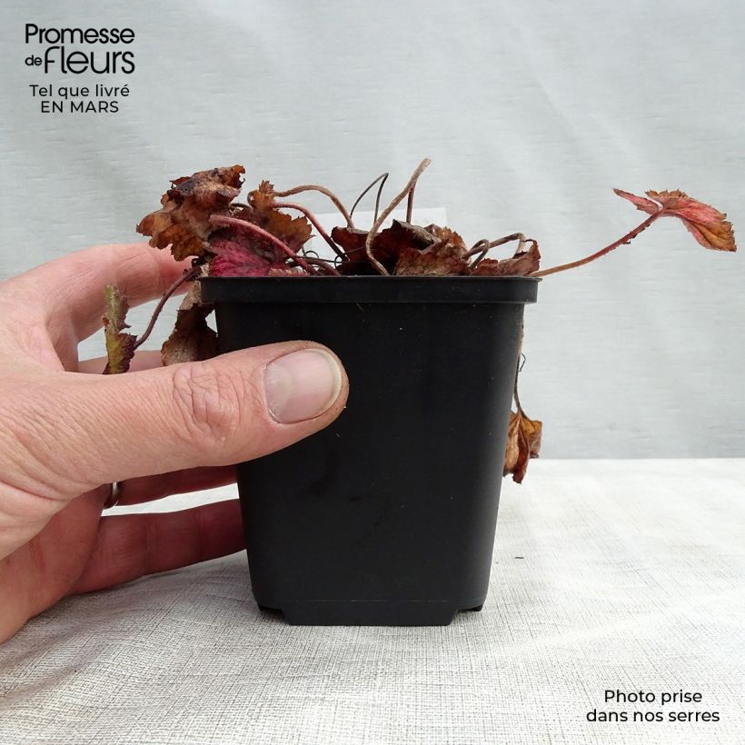 Exemplaar van Tiarella cordifolia Brandywine - Schuimbloem Kweekpotje van 8/9 cm zoals geleverd in de lente