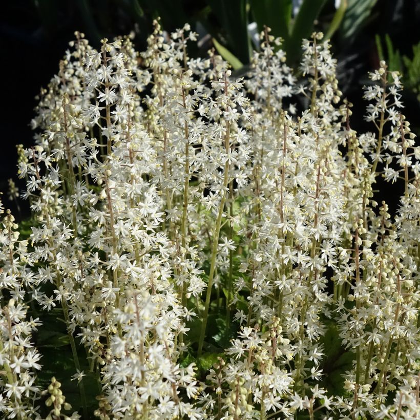 Tiarella cordifolia Brandywine - Schuimbloem (Bloei)