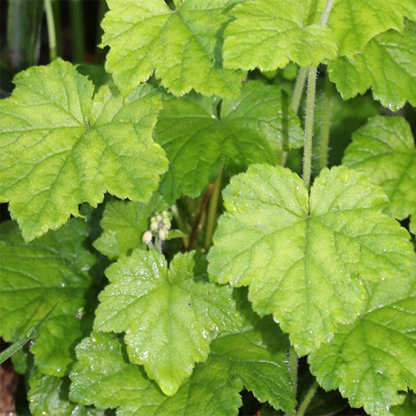 Tiarella polyphylla - Schuimbloem (Blad)