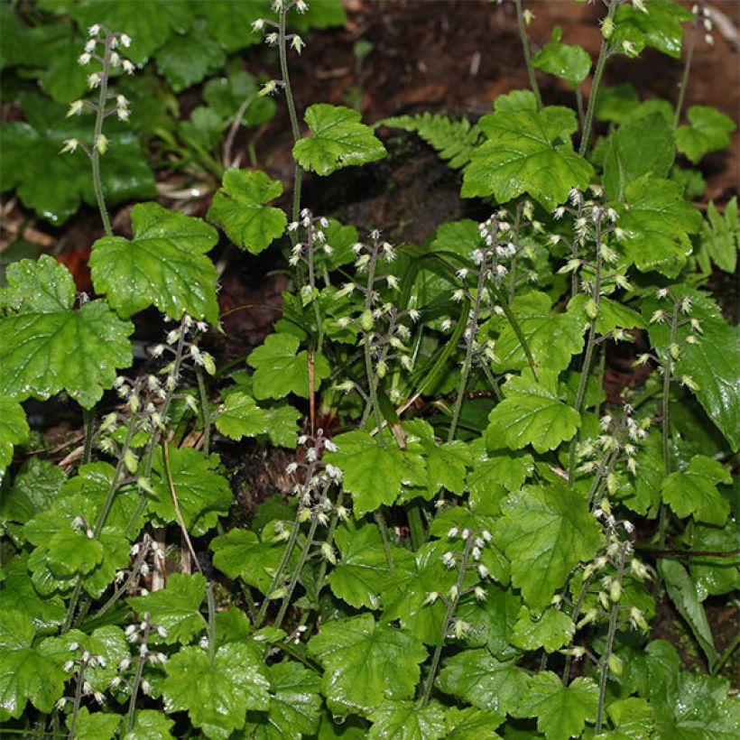 Tiarella polyphylla - Schuimbloem (Bloei)