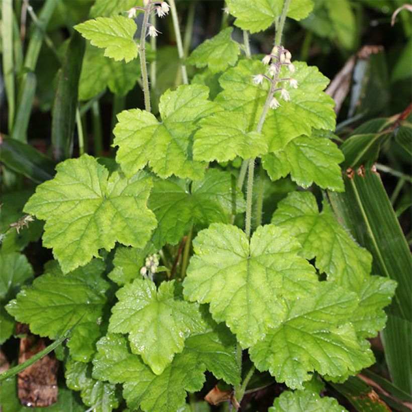 Tiarella polyphylla - Schuimbloem (Groeiplaats)