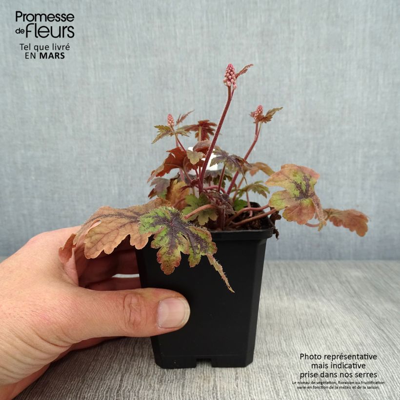 Exemplaar van Tiarella Sugar and Spice - Schuimbloem Kweekpotje van 8/9 cm zoals geleverd in de lente