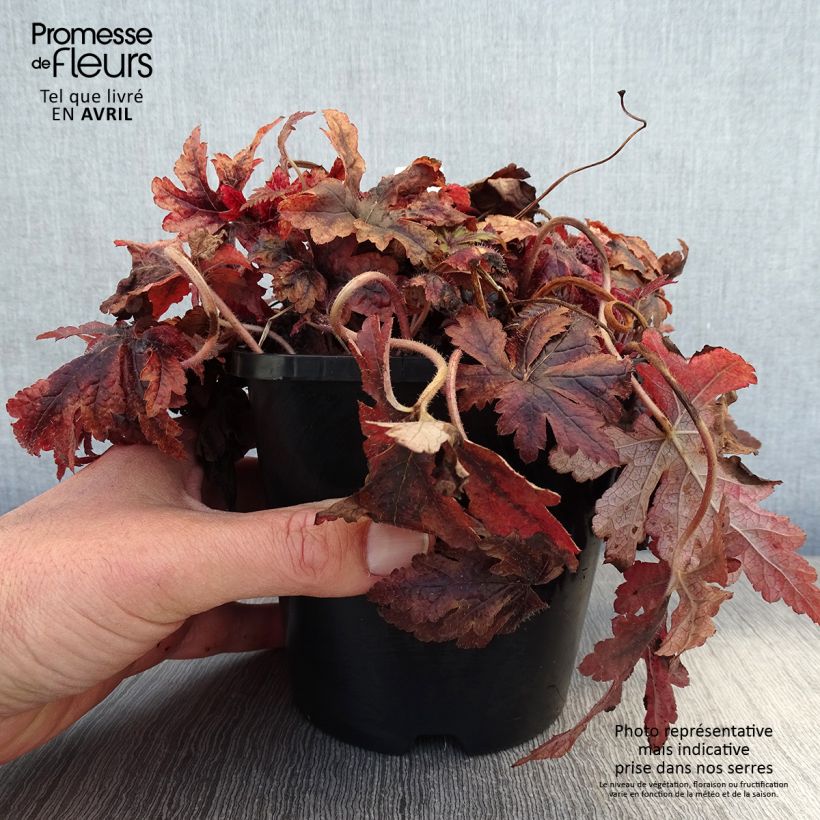 Exemplaar van Tiarella Sugar and Spice - Schuimbloem Pot van 2 l/3 l zoals geleverd in de lente