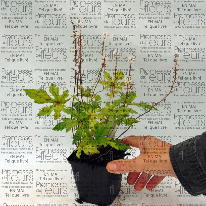 Voorbeeld van een exemplaar van Tiarella Arpeggio - Schuimbloem Kweekpotje van 8/9 cm zoals geleverd