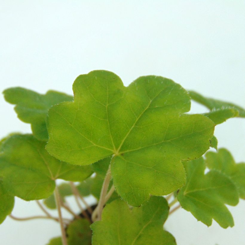 Tiarella Morning Star - Schuimbloem (Blad)