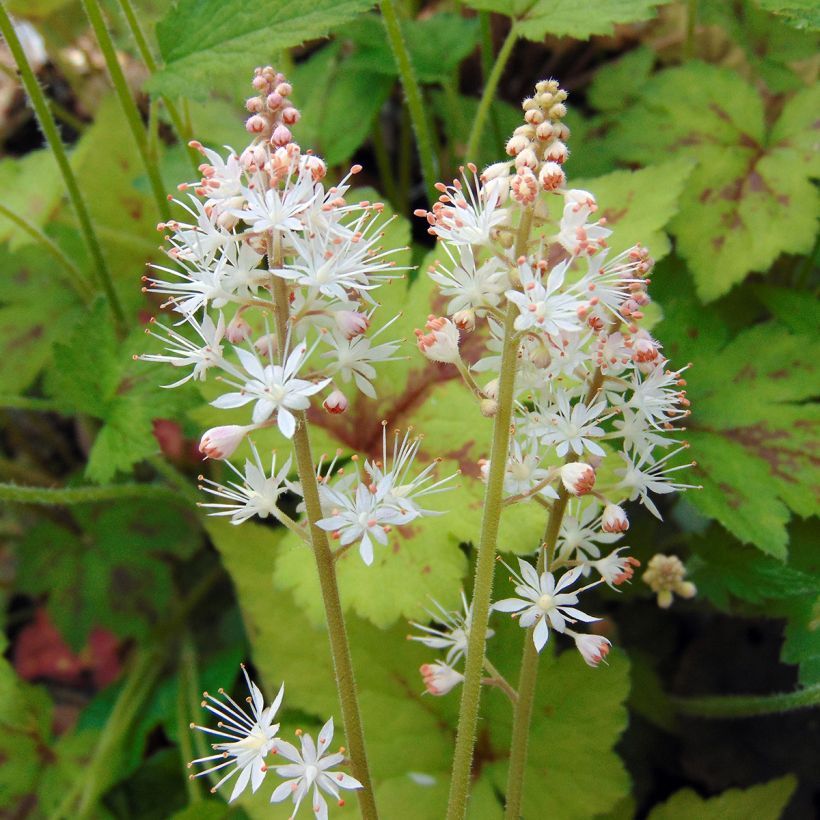 Tiarella Running Tiger - Schuimbloem (Bloei)