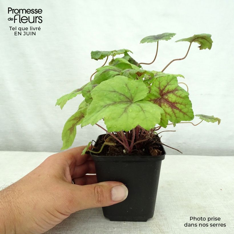 Exemplaar van Tiarella Running Tiger - Schuimbloem Kweekpotje van 8/9 cm zoals geleverd in de zomer
