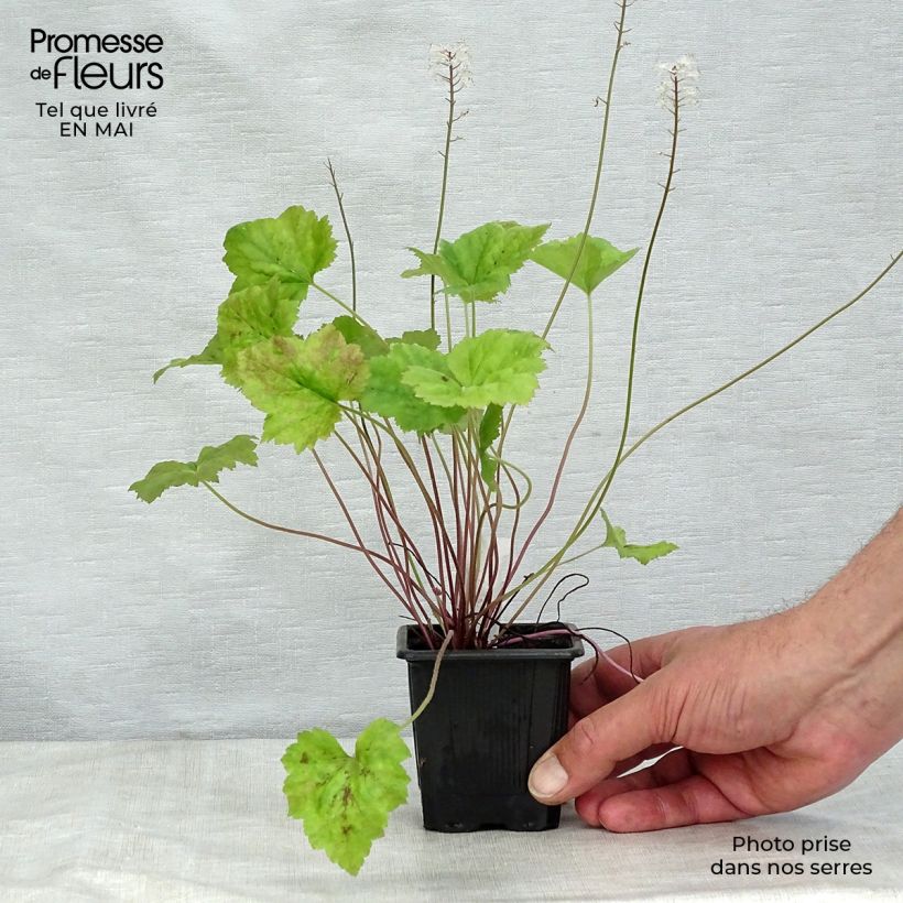 Exemplaar van Tiarella Tiger Stripe - Schuimbloem Kweekpotje van 8/9 cm zoals geleverd in de lente