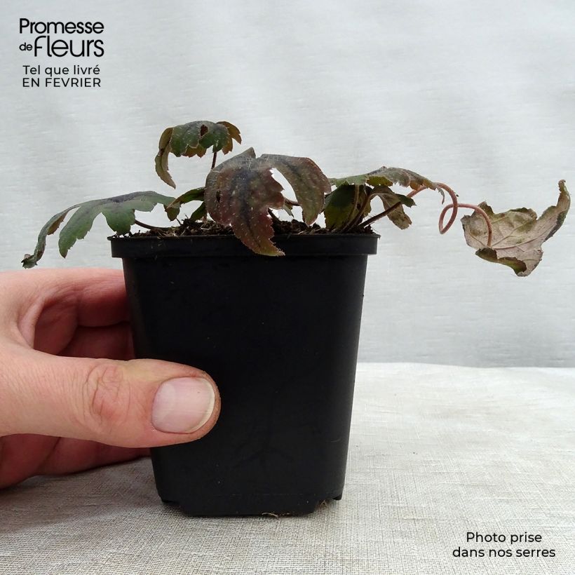 Exemplaar van Tiarella cordifolia Mint Chocolate - Schuimbloem Kweekpotje van 8/9 cm zoals geleverd in de winter