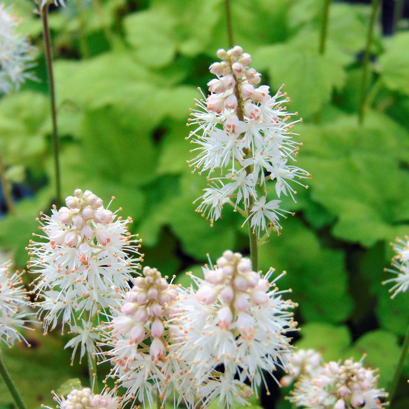Tiarella cordifolia Moorgrun - Schuimbloem (Bloei)