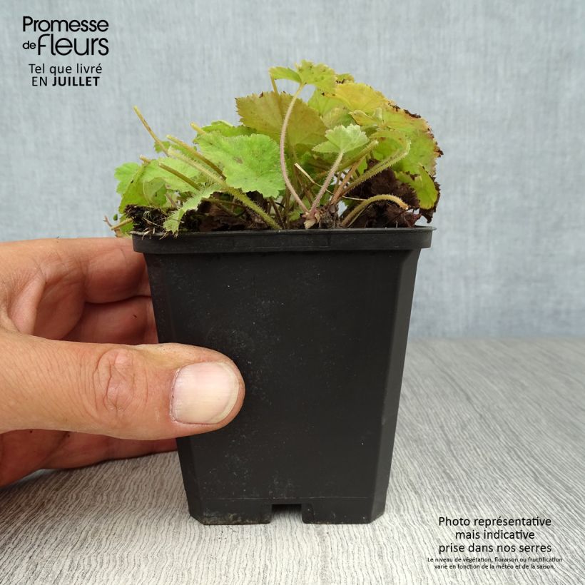 Exemplaar van Tiarella cordifolia - Schuimbloem Kweekpotje van 8/9 cm zoals geleverd in de zomer