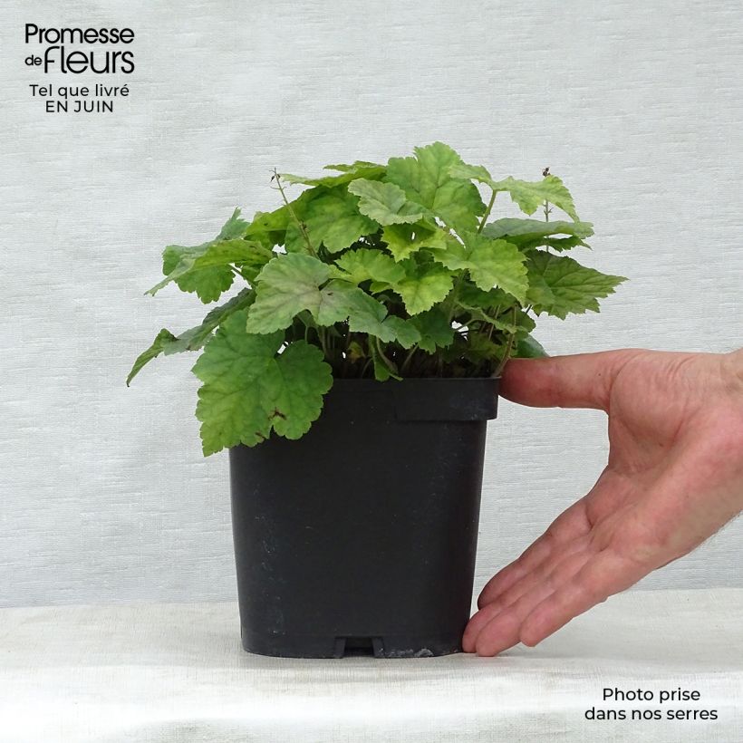 Exemplaar van Tiarella cordifolia - Schuimbloem Pot van 2 l/3 l zoals geleverd in de zomer