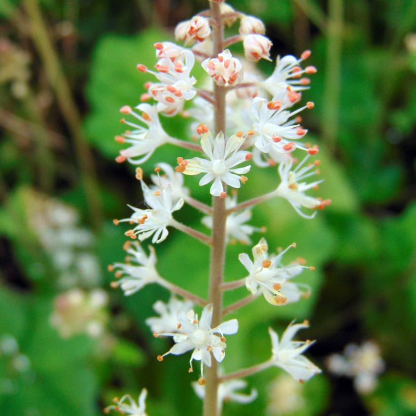 Tiarella wherryi - Schuimkaars (Bloei)