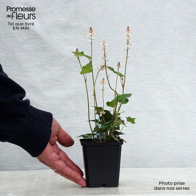 Exemplaar van Tiarella wherryi - Schuimkaars Kweekpotje van 8/9 cm zoals geleverd in de lente