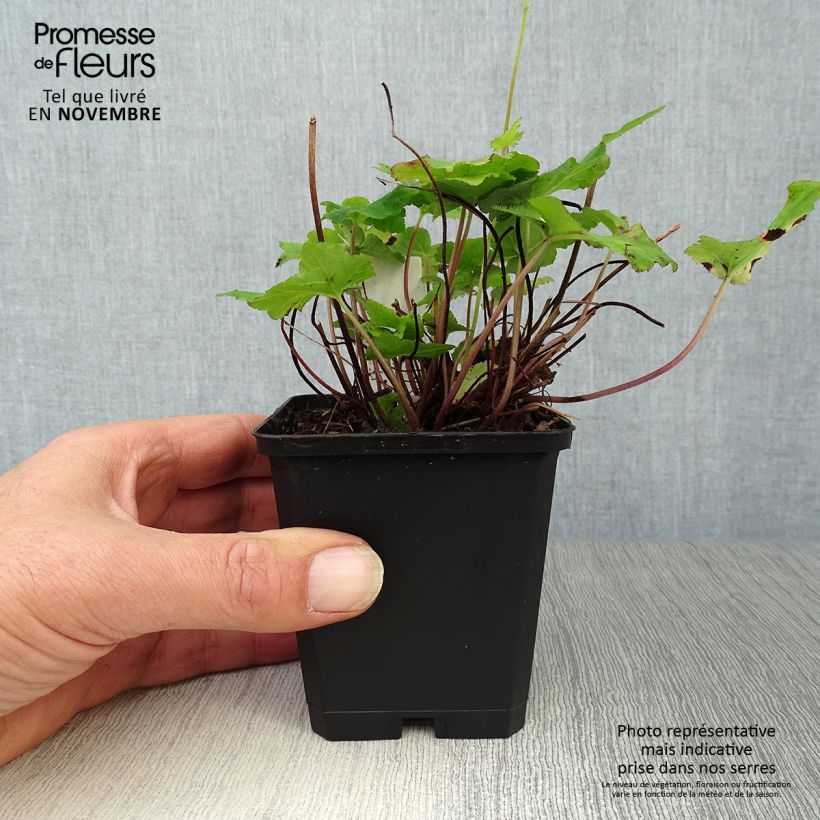 Exemplaar van Tiarella wherryi - Schuimkaars Kweekpotje van 8/9 cm zoals geleverd in de herfst