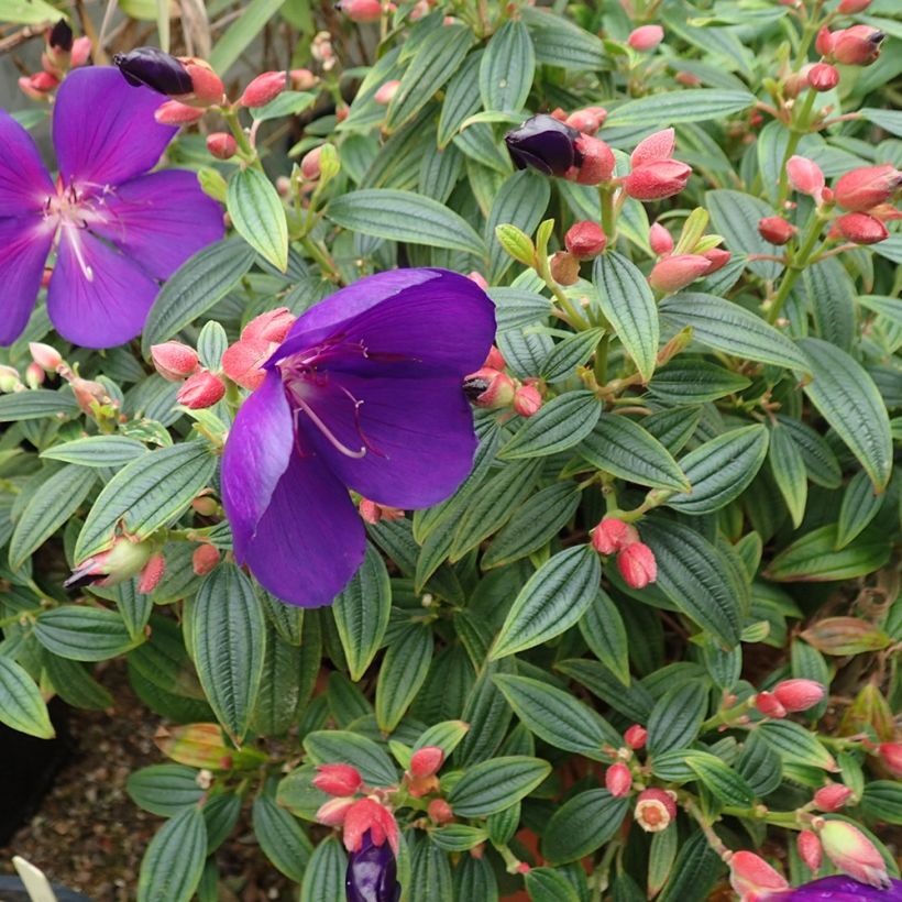 Tibouchina Groovy Baby - Spinnenbloem (Groeiplaats)