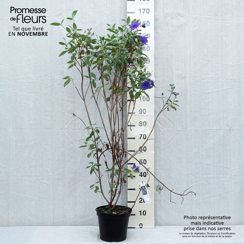 Exemplaar van Tibouchina semidecandra - Spinnenbloem Pot van 7,5 l/10 l zoals geleverd in de herfst