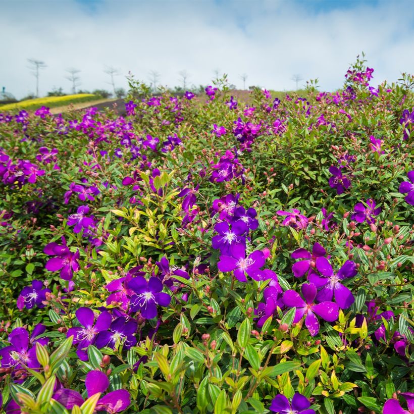 Tibouchina semidecandra - Spinnenbloem (Groeiplaats)