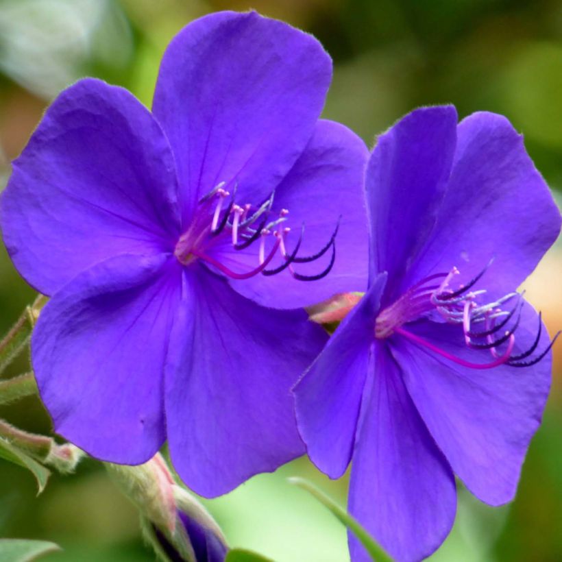 Tibouchina urvilleana - Spinnenbloem (Bloei)