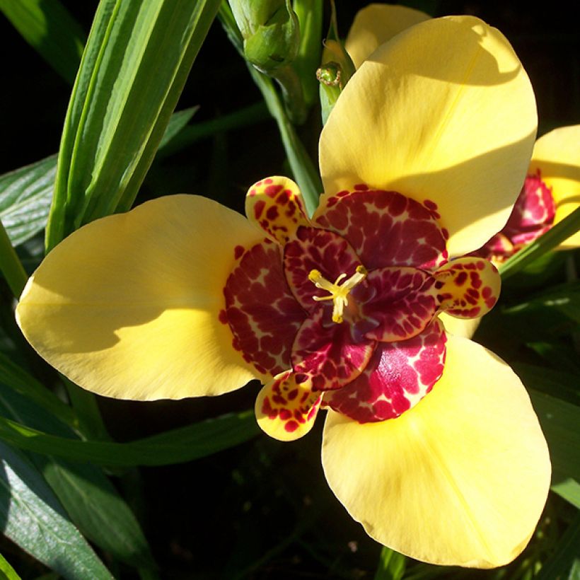 Tigridia pavonia Aurea - Tijgerbloem (Bloei)