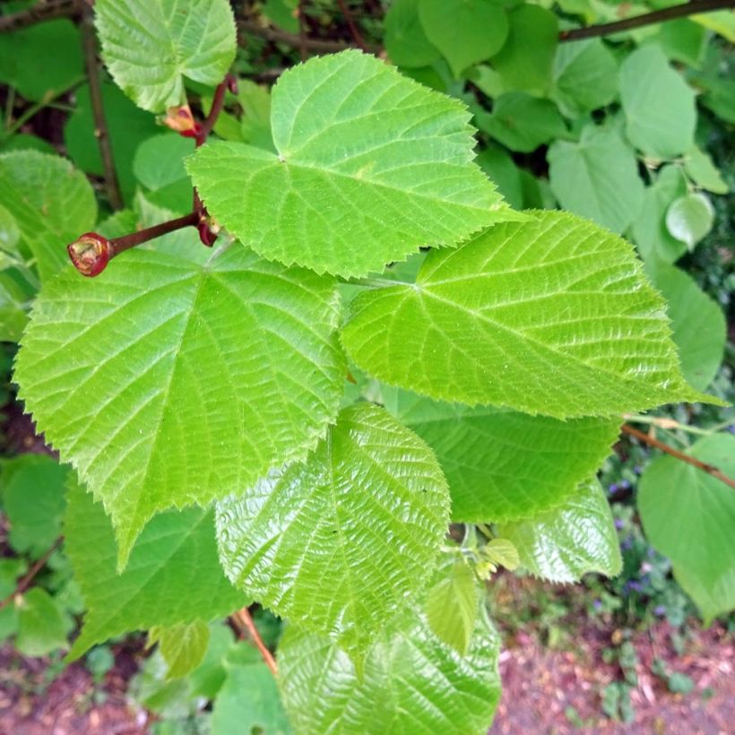 Tilia cordata - Winterlinde (Foliage)