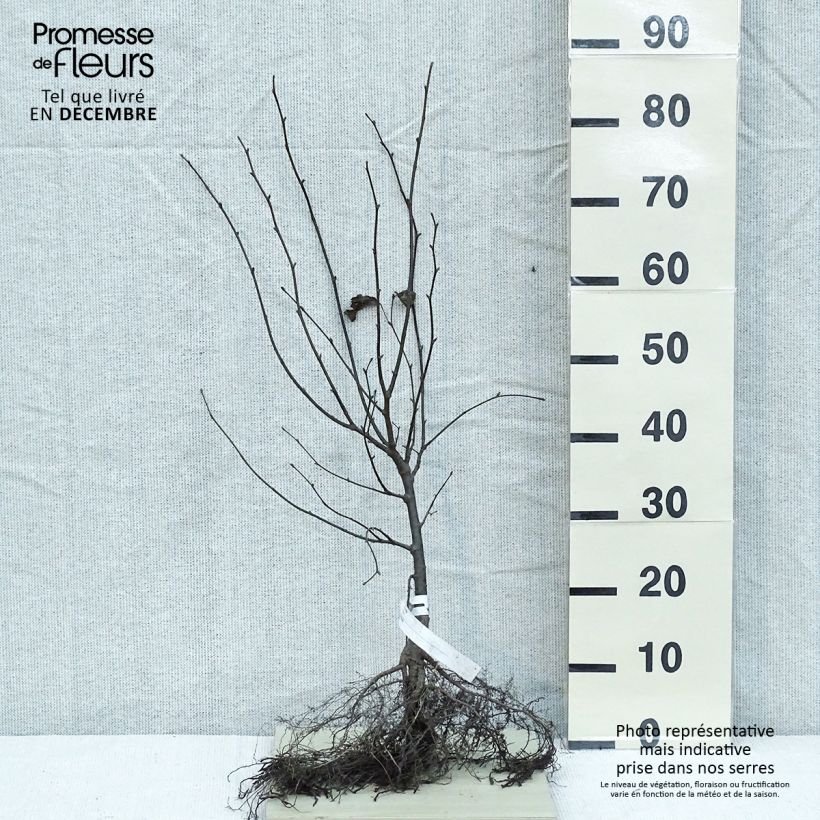 Example of Tilia cordata - Winterlinde Naakte wortel as you get in hiver