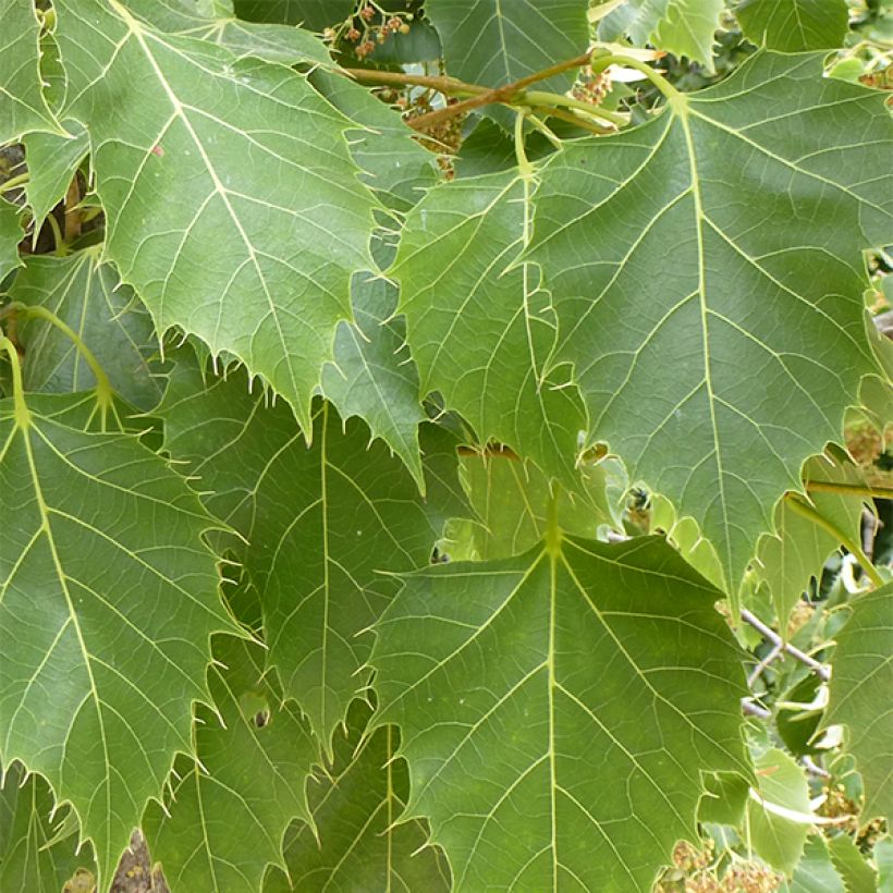 Tilia henryana - Henrylinde (Blad)