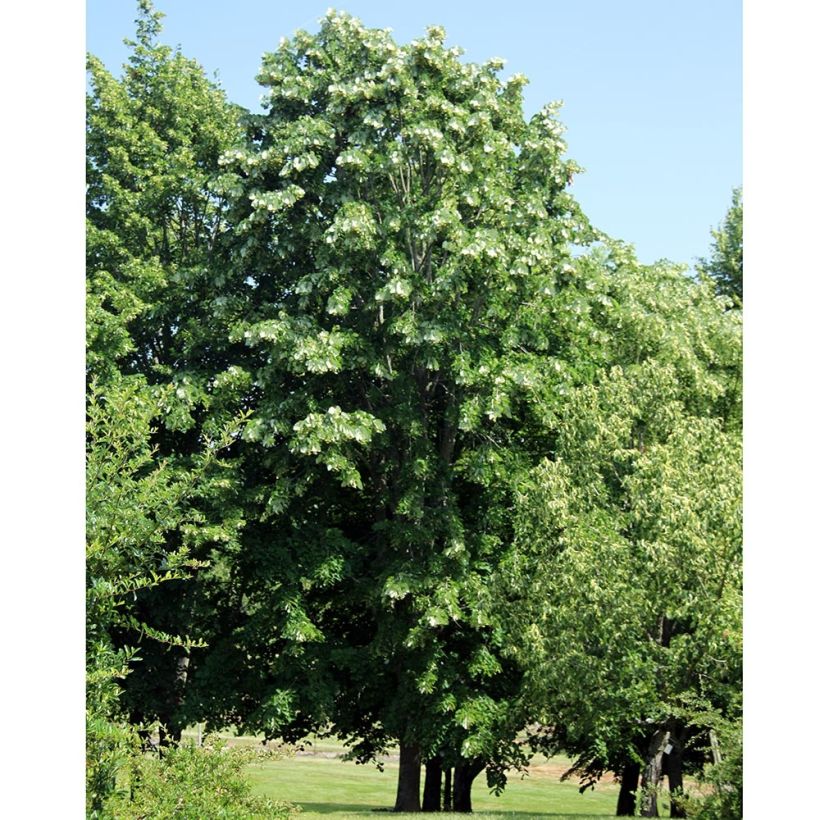 Tilia platyphyllos - Zomerlinde (Groeiplaats)
