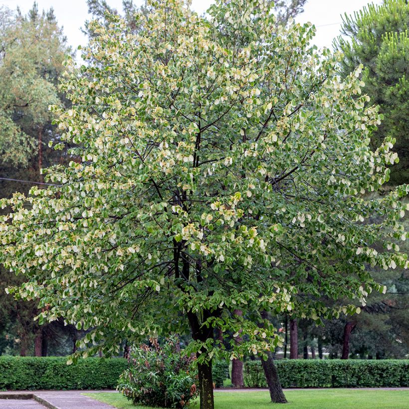 Tilia tomentosa - Zilverlinde (Groeiplaats)
