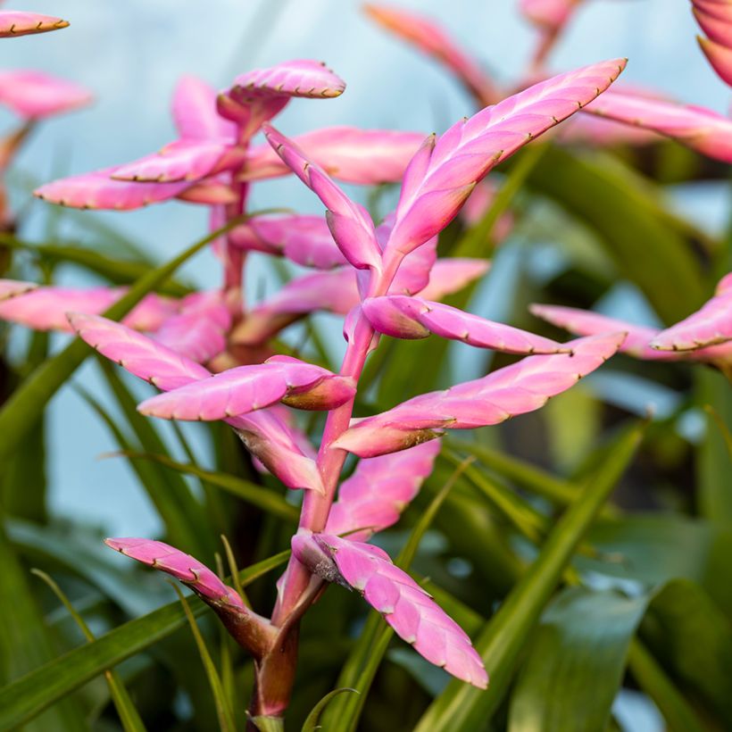 Tillandsia Andreas - Luchtplantje (Bloei)