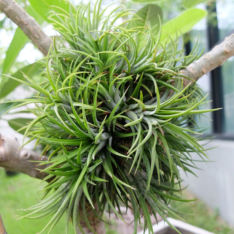 Tillandsia Mizuki - Luchtplantje (Groeiplaats)