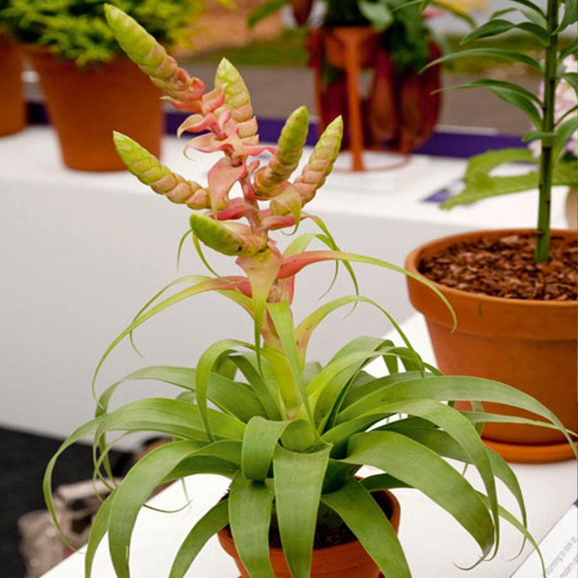 Tillandsia Samantha - Luchtplantje (Groeiplaats)