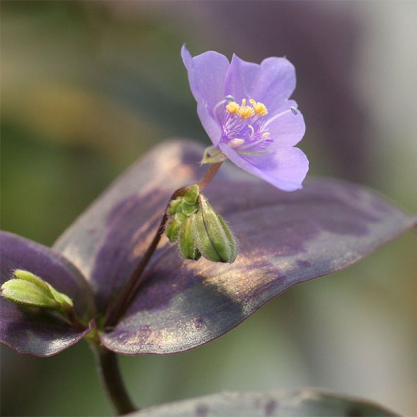 Tinantia pringlei (Bloei)