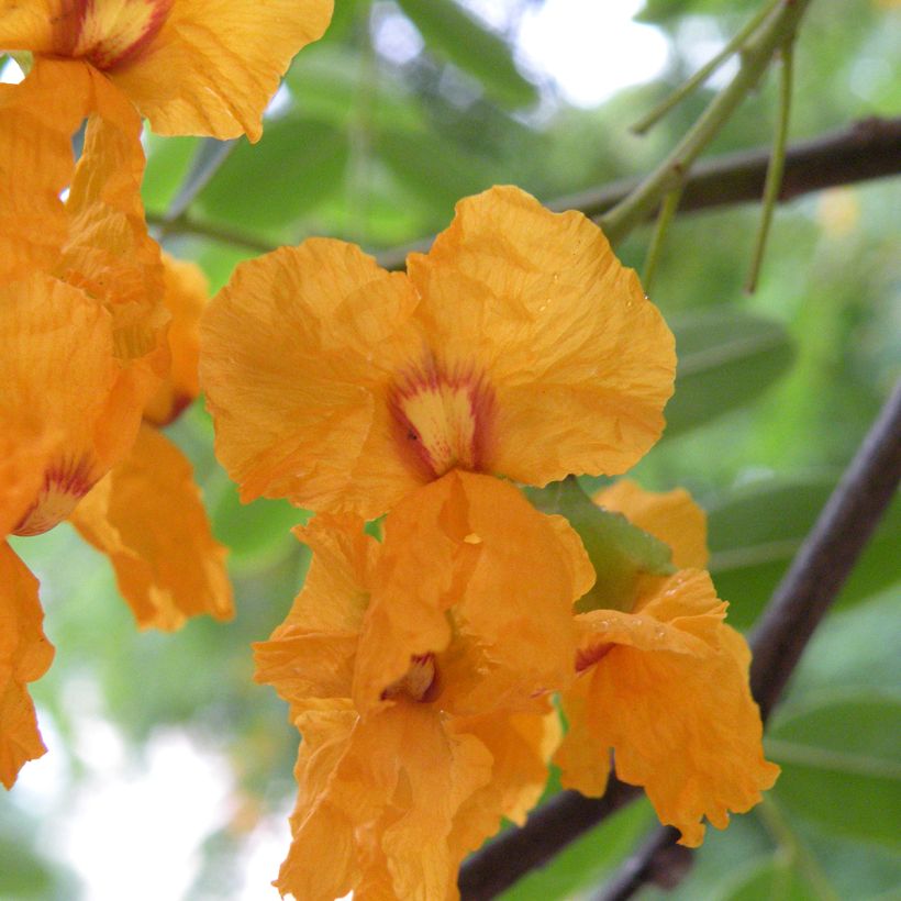 Tipuana tipu - Palo rosa (Bloei)