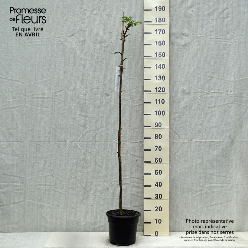 Exemplaar van Tipuana tipu - Palo rosa Pot van 7,5 l/10 l zoals geleverd in de lente