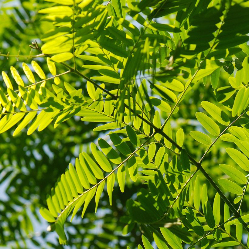 Tipuana tipu - Palo rosa (Blad)