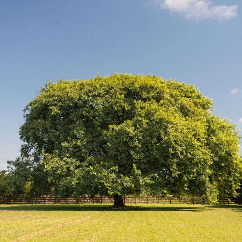 Tipuana tipu - Palo rosa (Groeiplaats)