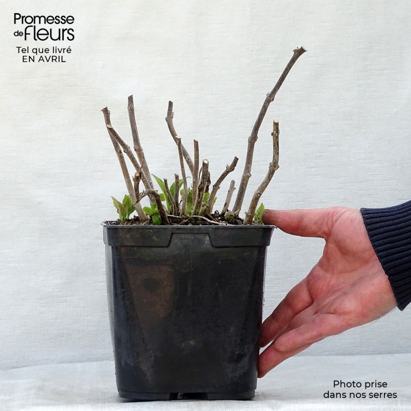 Exemplaar van Titanotrichum oldhamii - Chinees vingerhoedskruid Pot van 2 l/3 l zoals geleverd in de lente