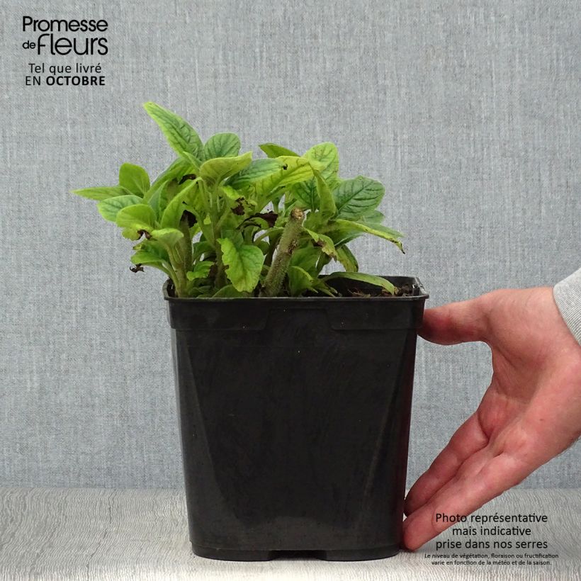 Exemplaar van Titanotrichum oldhamii - Chinees vingerhoedskruid Pot van 2 l/3 l zoals geleverd in de herfst