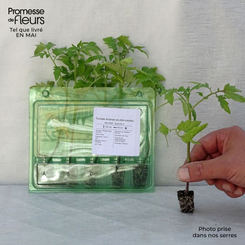 Example of Tomaat Ananas BIO (jonge planten) Mini-mot Ø 3/4 cm as you get in printemps