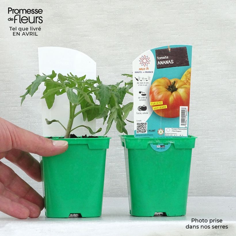 Example of Tomaat Ananas BIO (jonge planten) Pot van 10 cm/11 cm as you get in printemps