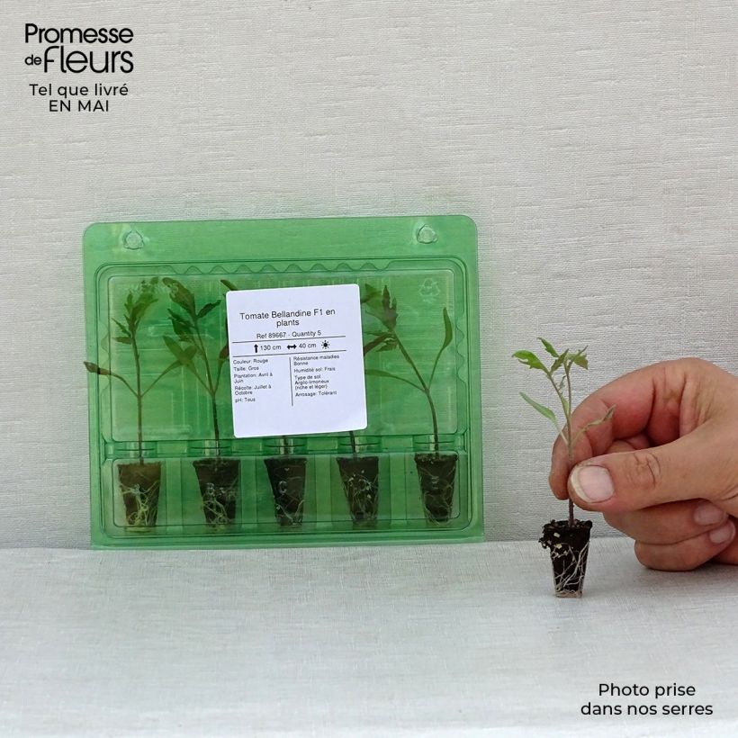 Exemplaar van Tomaat Bellandine F1 (jonge planten) Mini-mot Ø 1,5/2,5 cm zoals geleverd in de lente