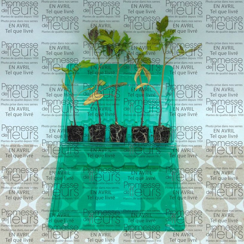 Voorbeeld van een exemplaar van Vleestomaat Borsalina F1 (jonge planten) Mini-mot Ø 3/4 cm zoals geleverd