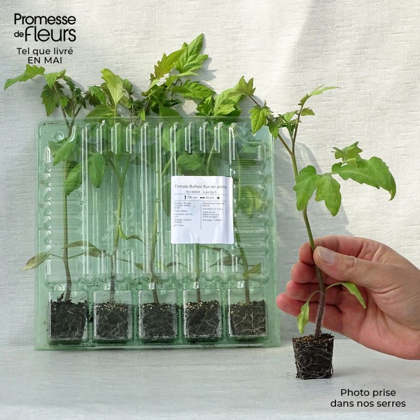 Exemplaar van Vleestomaat Buffalo Sun (jonge planten) Mini-mot Ø 3/4 cm zoals geleverd in de lente