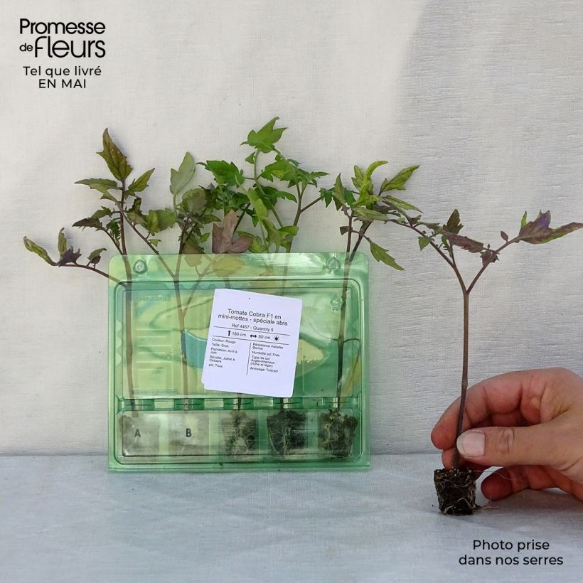 Exemplaar van Tomaat Cobra F1 (jonge planten) Mini-mot Ø 3/4 cm zoals geleverd in de lente