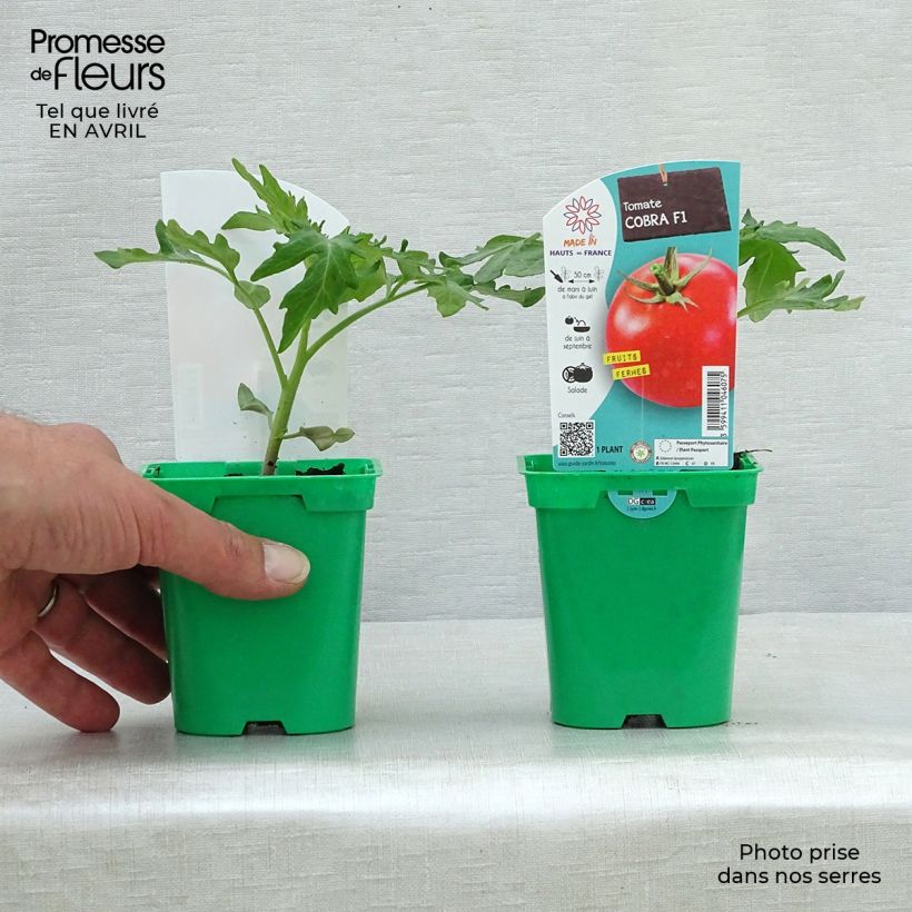 Exemplaar van Tomaat Cobra F1 (jonge planten) Pot van 10 cm/11 cm zoals geleverd in de lente