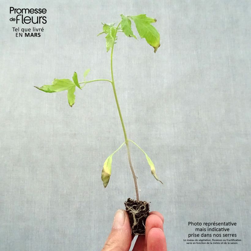 Example of Vleestomaat Cuor di Bue (jonge planten) Mini-mot Ø 3/4 cm as you get in printemps