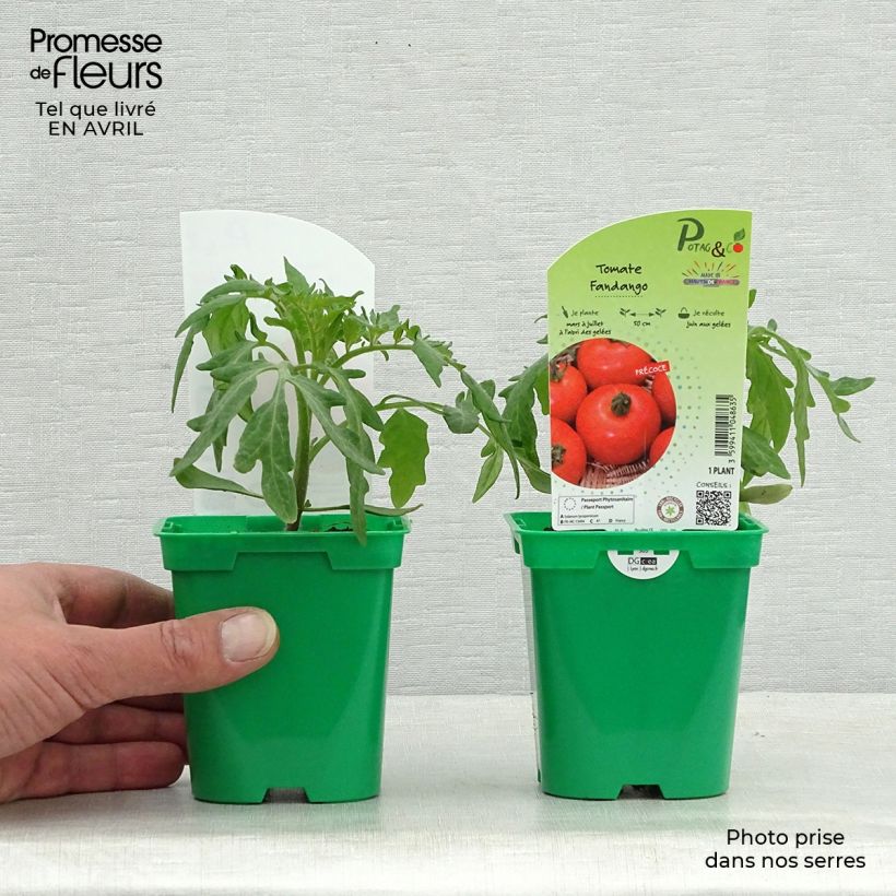 Exemplaar van Tomaat Fandango F1 (jonge planten) Pot van 10 cm/11 cm zoals geleverd in de lente