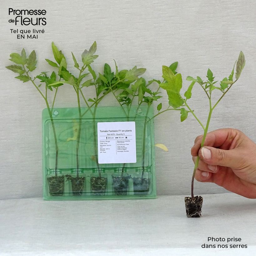 Exemplaar van Tomaat Fantasio F1 (jonge planten) Mini-mot Ø 1,5/2,5 cm zoals geleverd in de lente