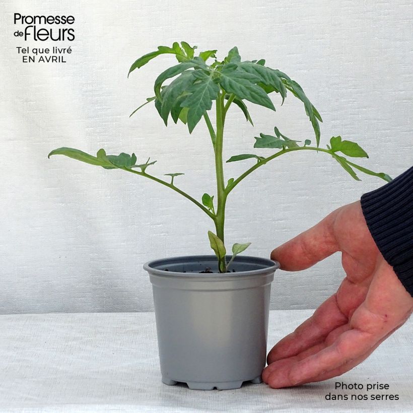 Exemplaar van Tomaat Fantasio F1 (jonge planten) Pot van 10 cm/11 cm zoals geleverd in de lente